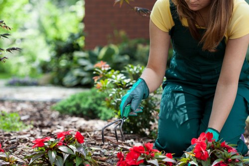 Archway garden refresh with hedges and planting
