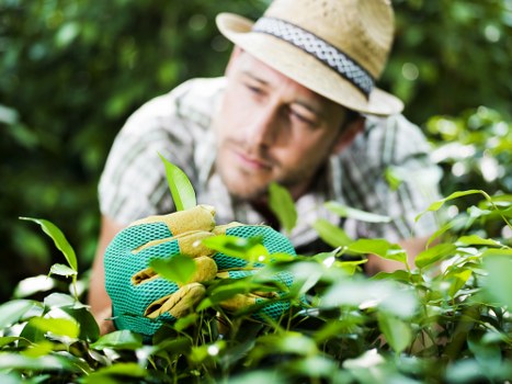 Professional gardener clearing and maintaining a garden space